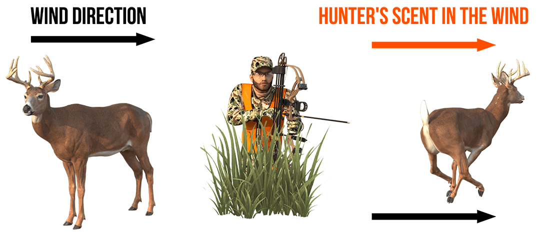 Why Windy Days are Great for Deer Hunting?