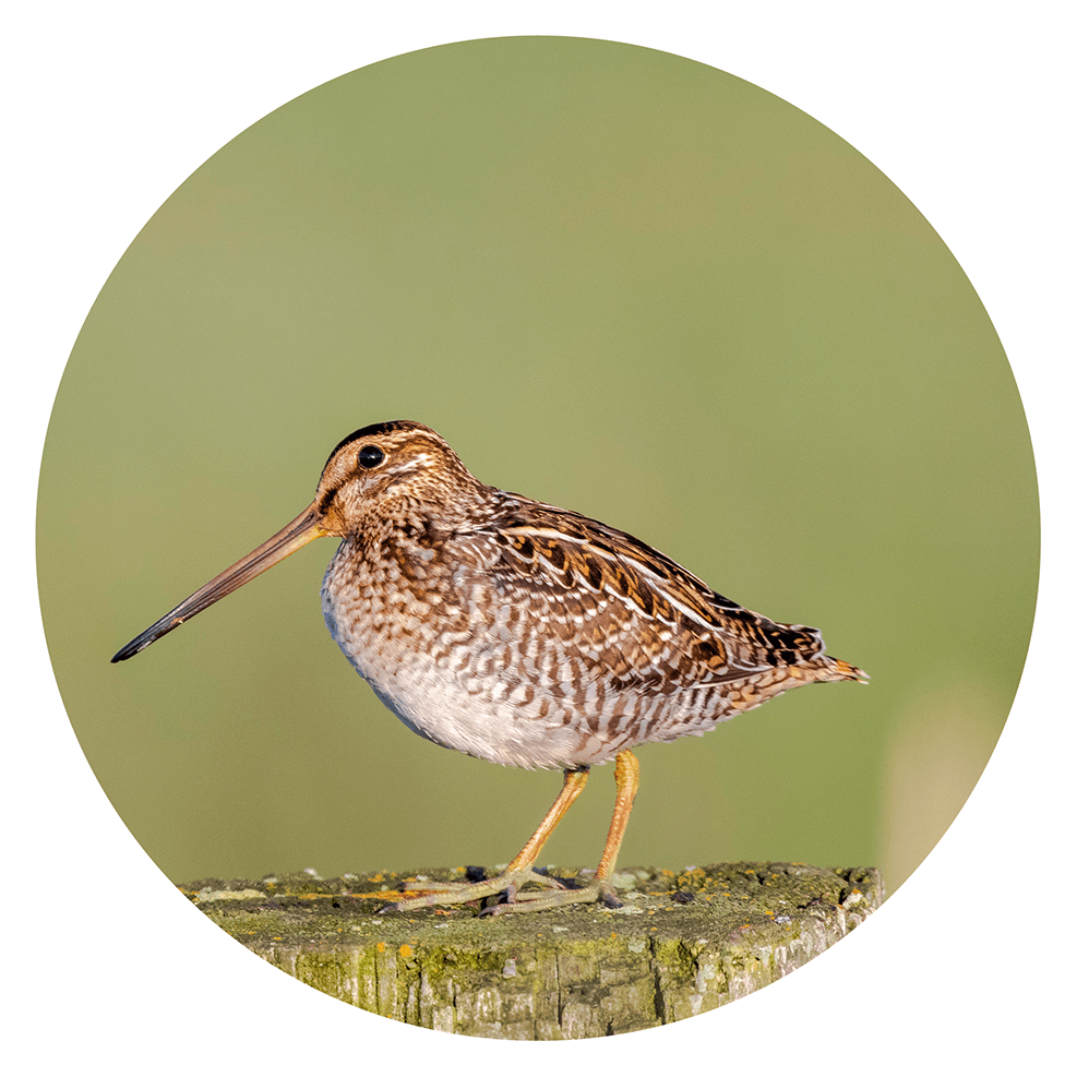 American woodcock