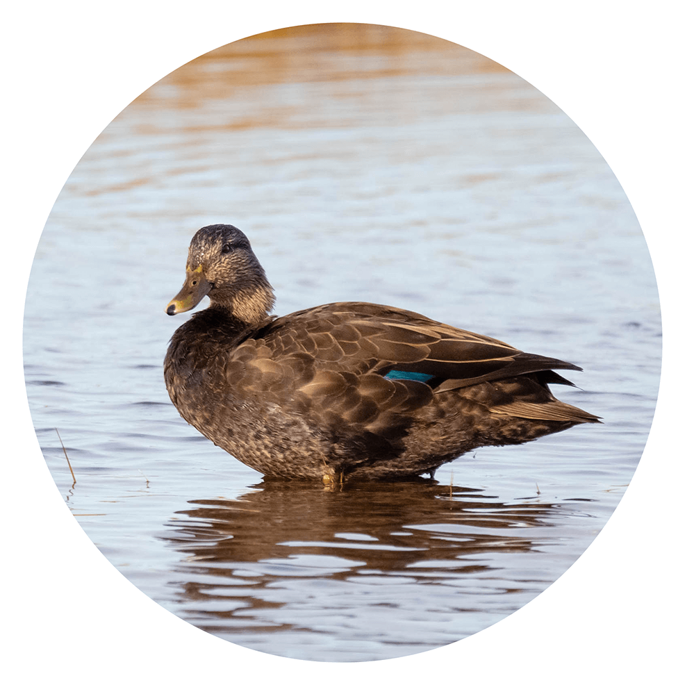 17 Different Types of Ducks Duck Identification