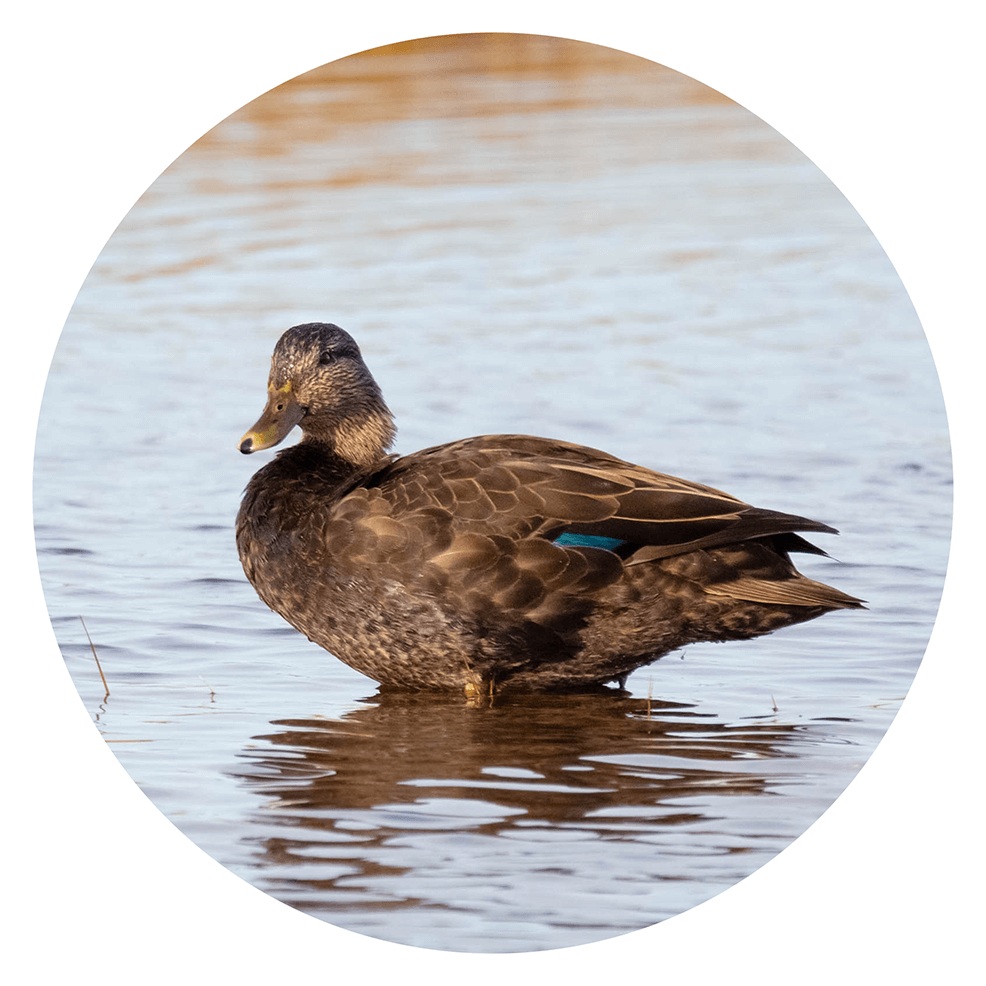 Black duck