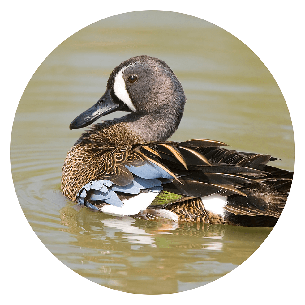 17 Different Types of Ducks Duck Identification