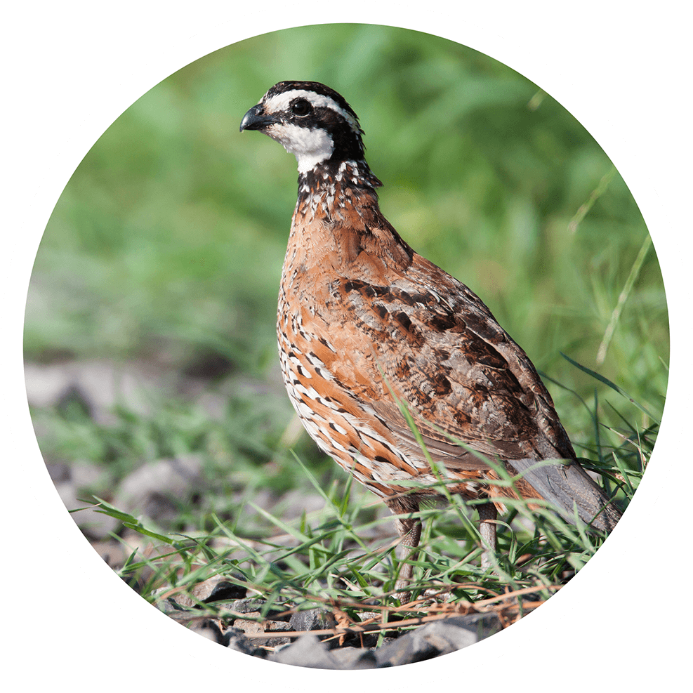 types-of-upland-game-birds