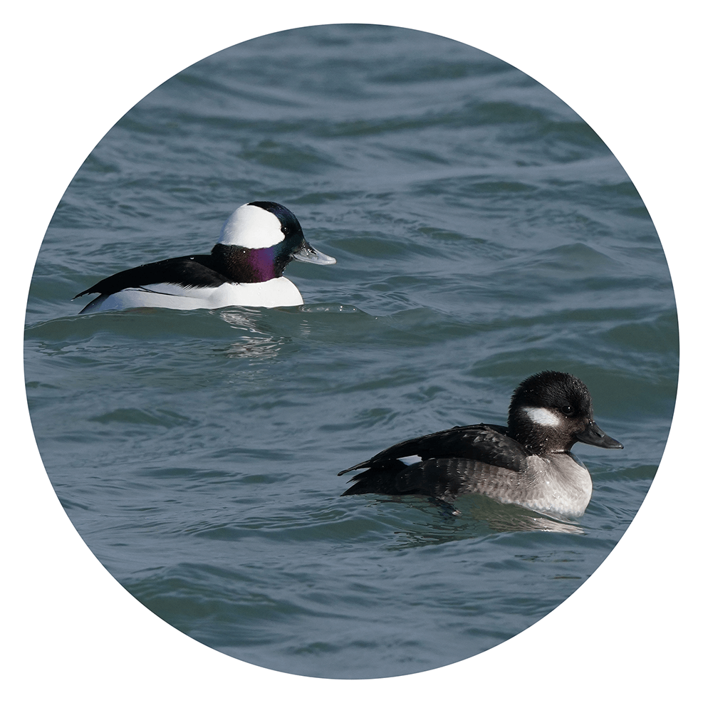 Bufflehead duck