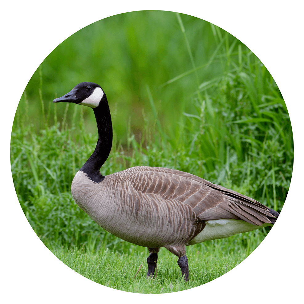 Canada goose