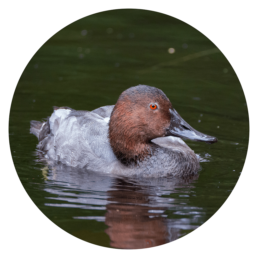 Duck Unit Study Guide