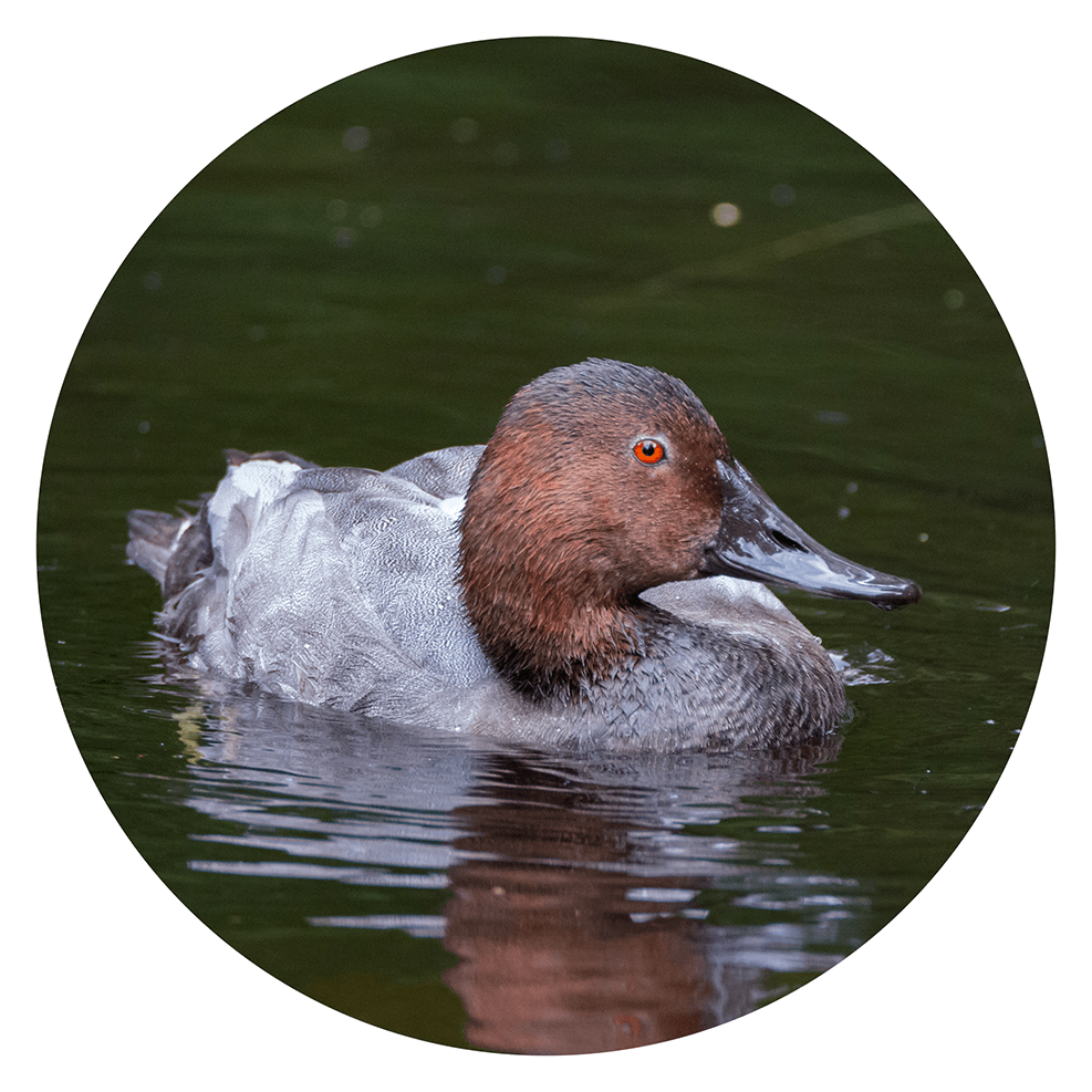 Canvasback duck