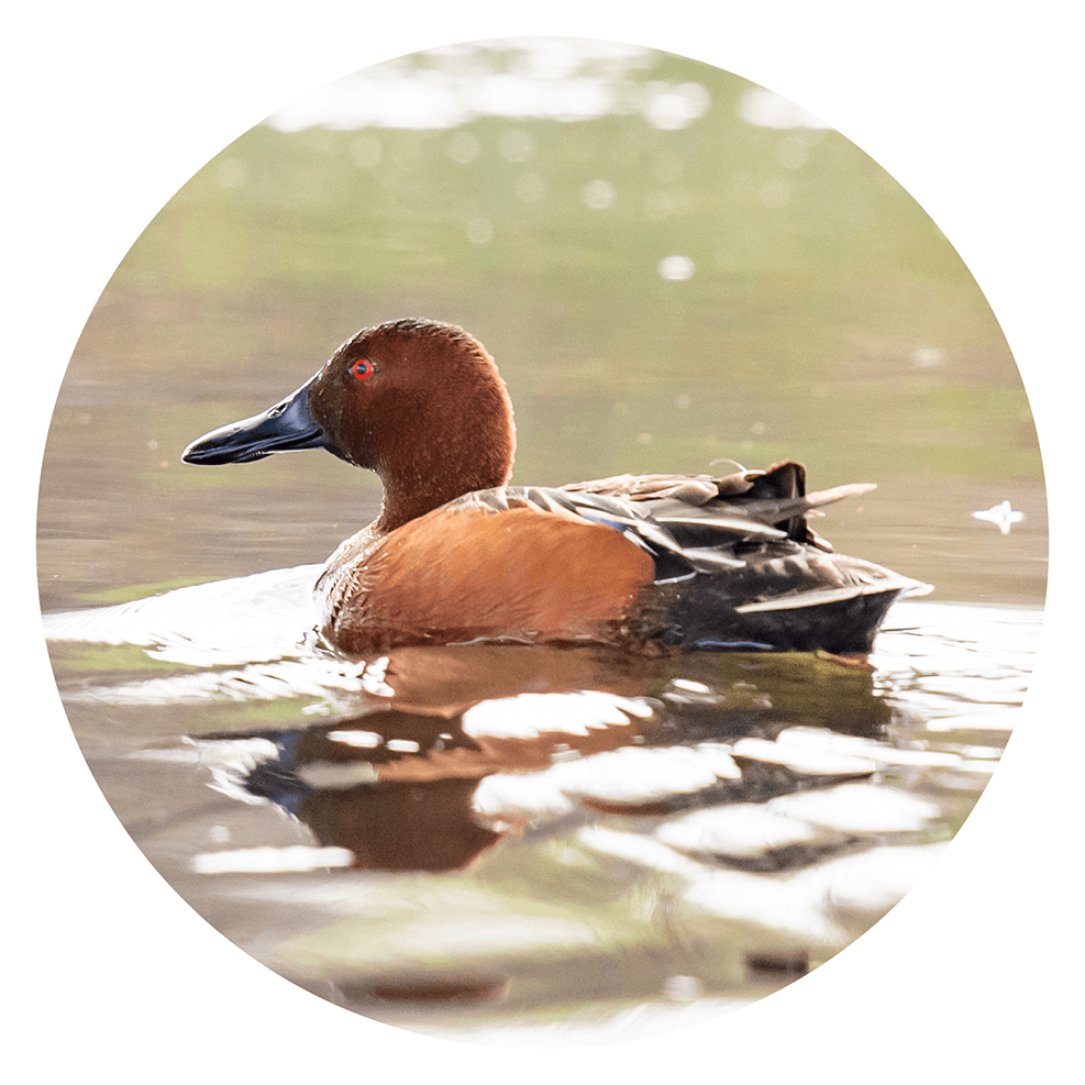 Cinnamon teal duck