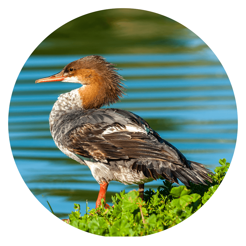 Common merganser