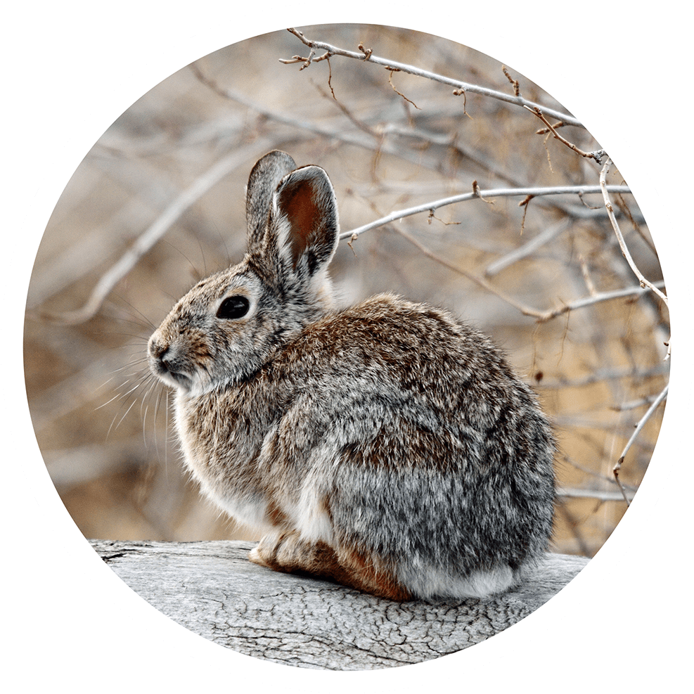 Cottontail rabbit