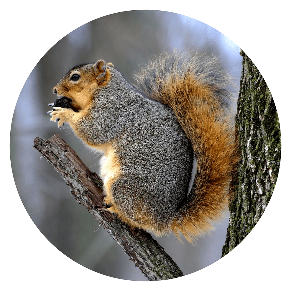 Fox squirrel