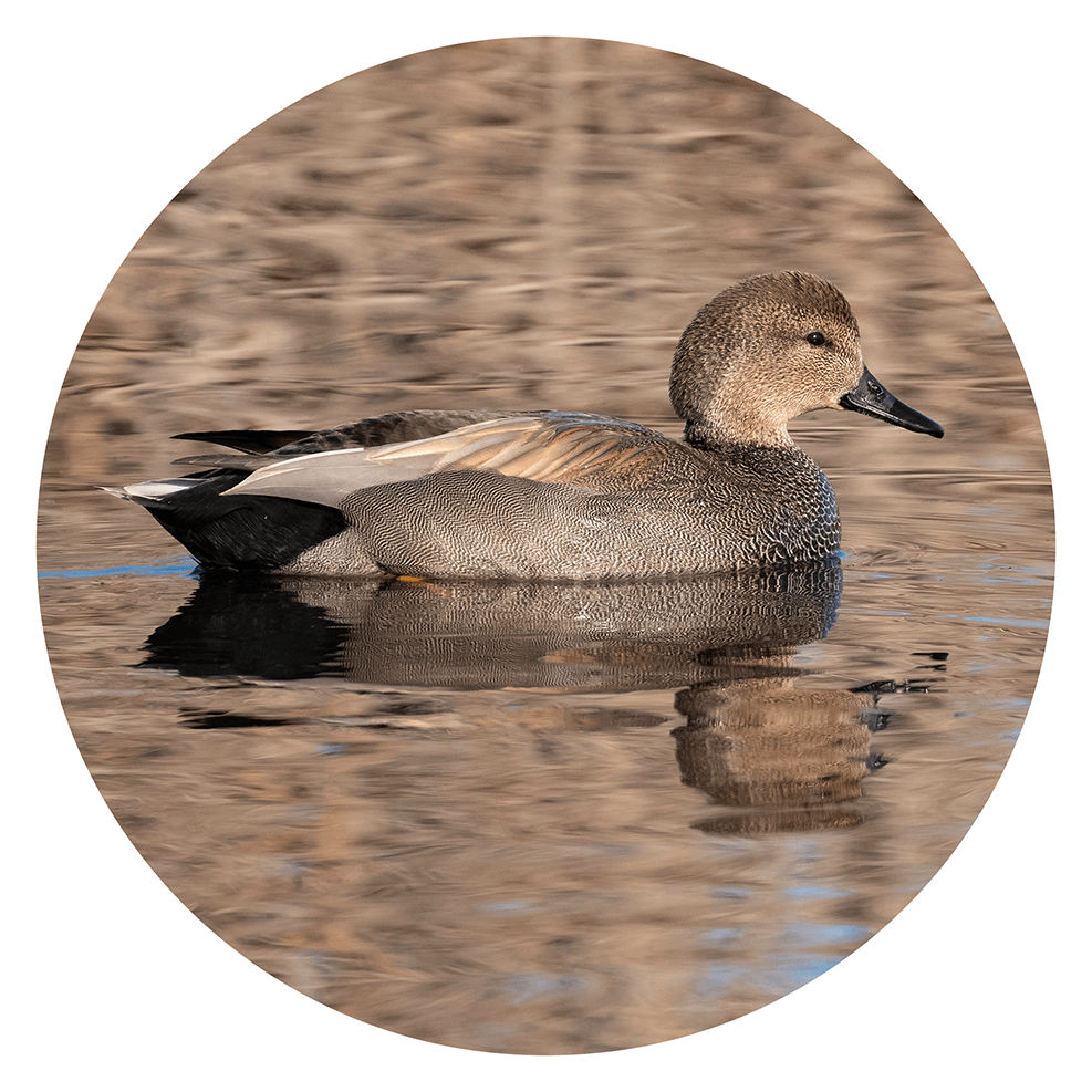 Gadwall duck