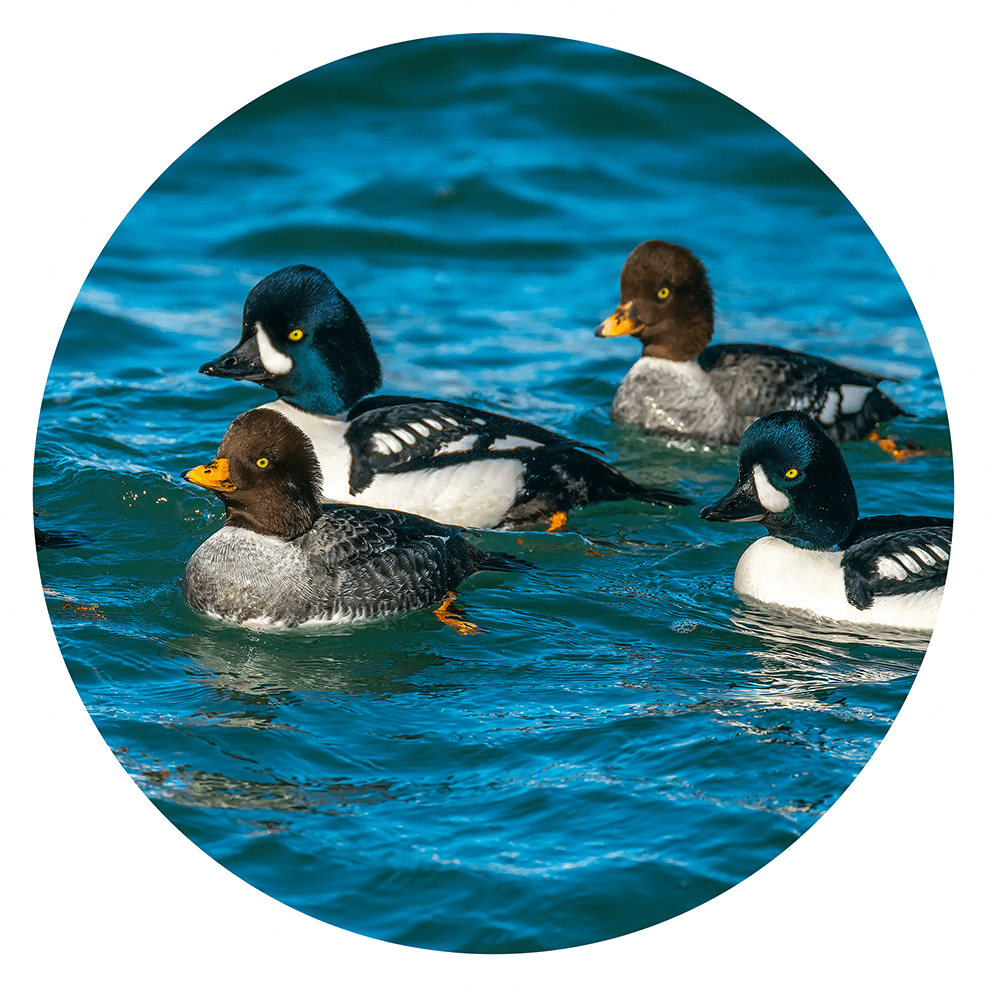 17 Different Types of Ducks Duck Identification