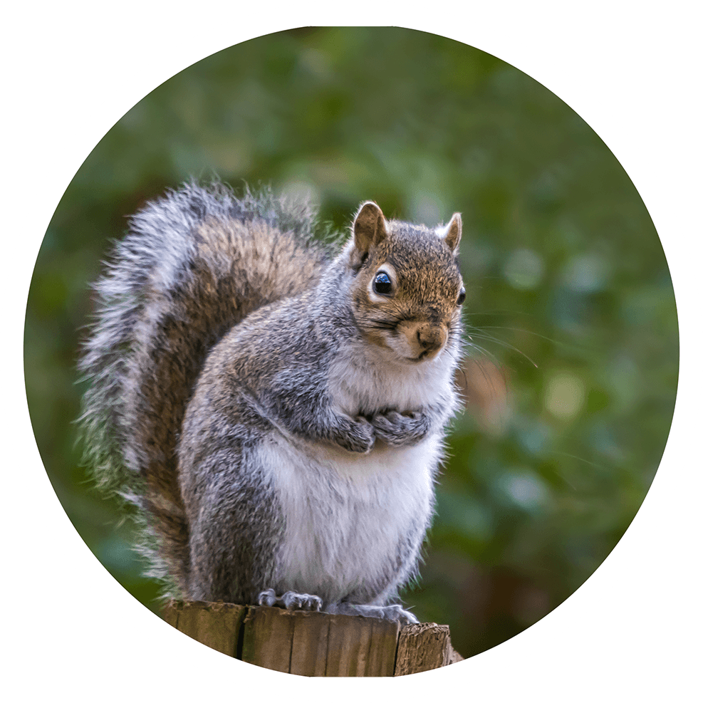 Gray squirrel