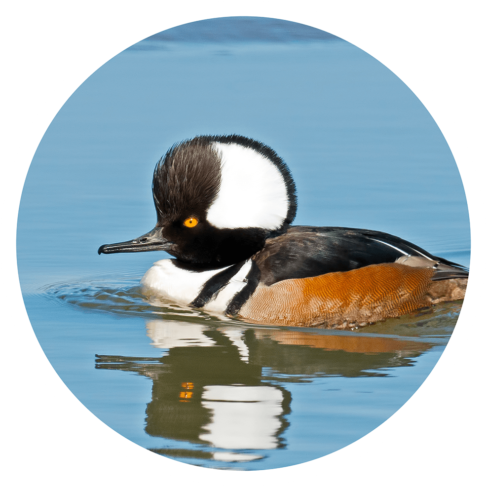 The hooded merganser is the smallest of the three merganser species in North America. 