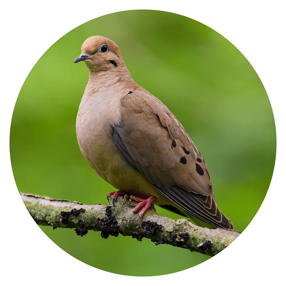 Mourning dove