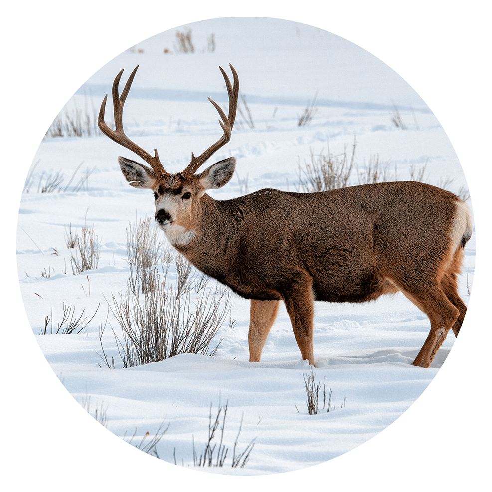 Mule deer