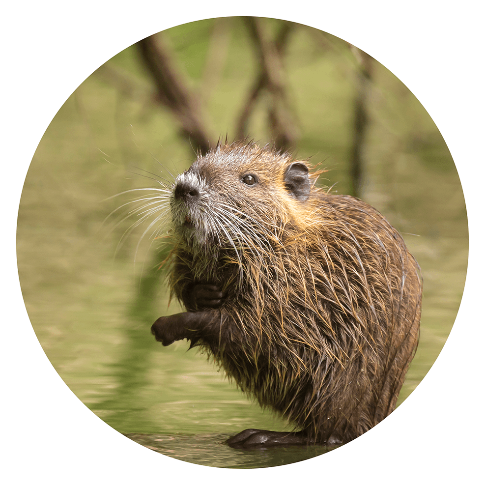 Muskrat