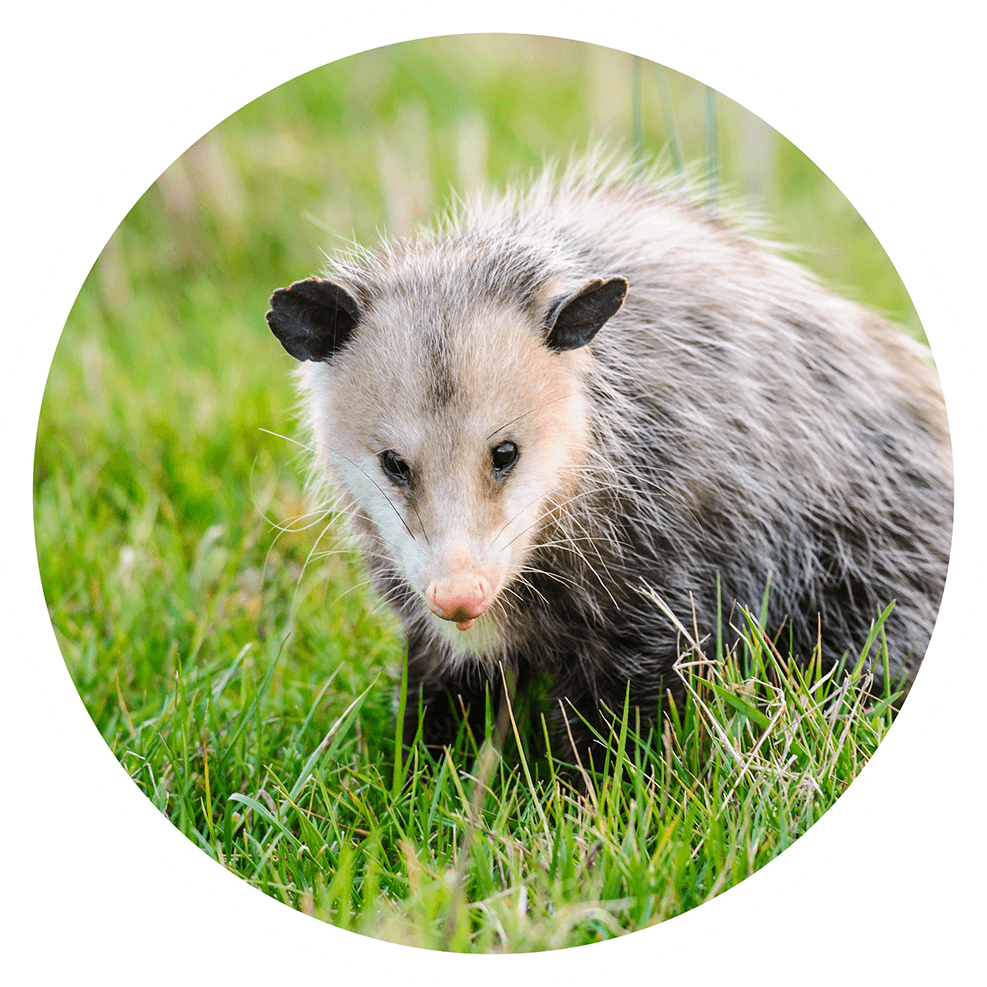 Opossum