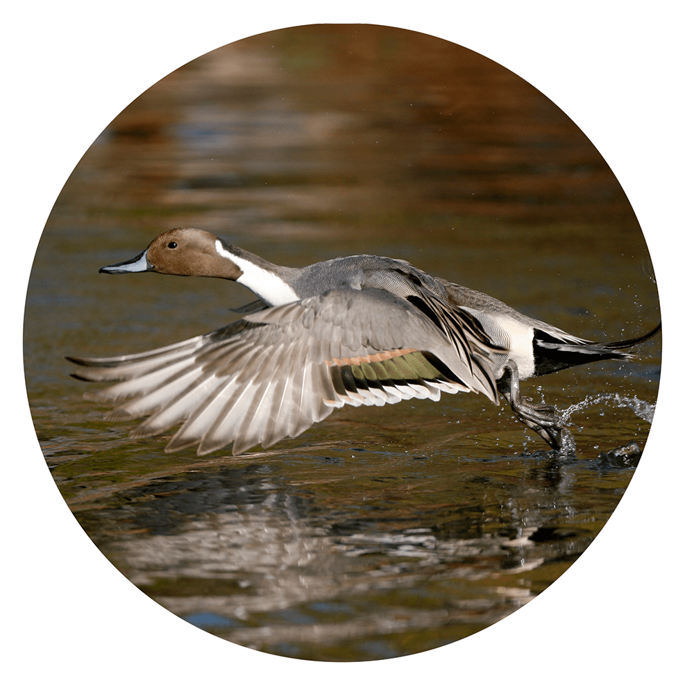 Pintail duck