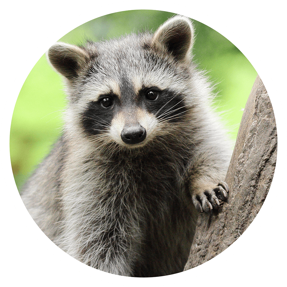 Raccoon