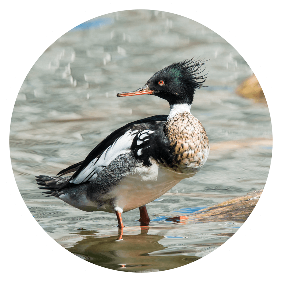 Types of Mergansers
