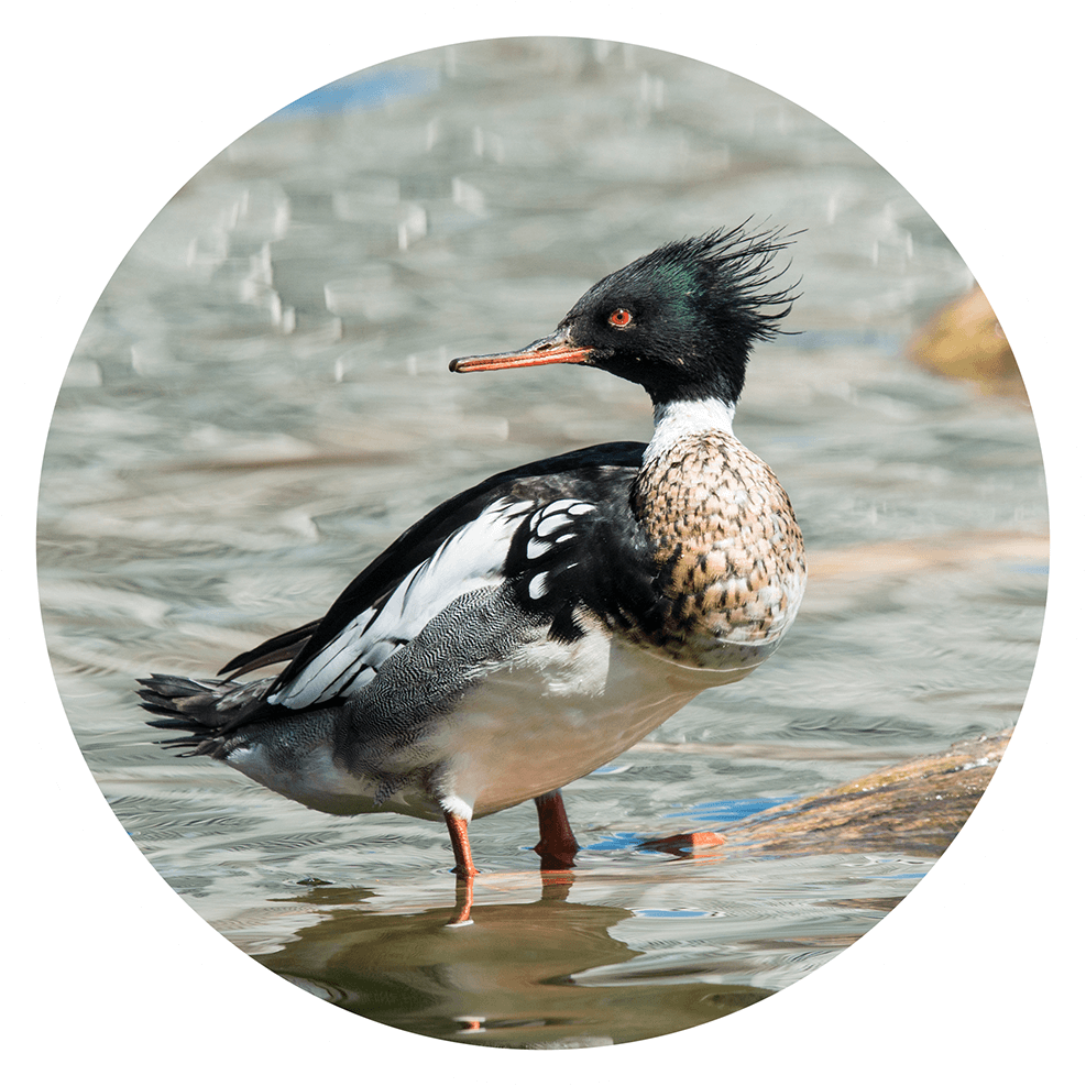 17 Different Types of Ducks - Duck Identification