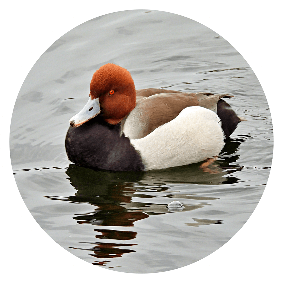 Redhead duck