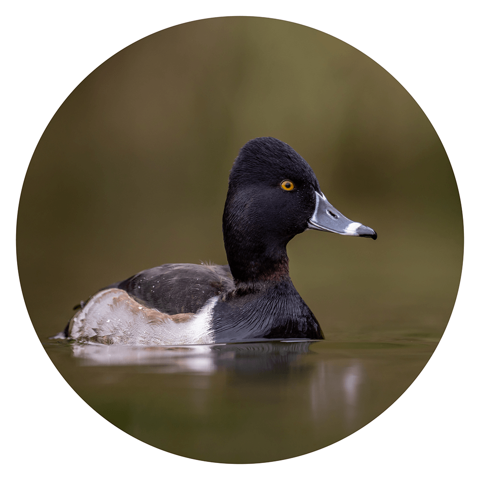 Ring necked duck