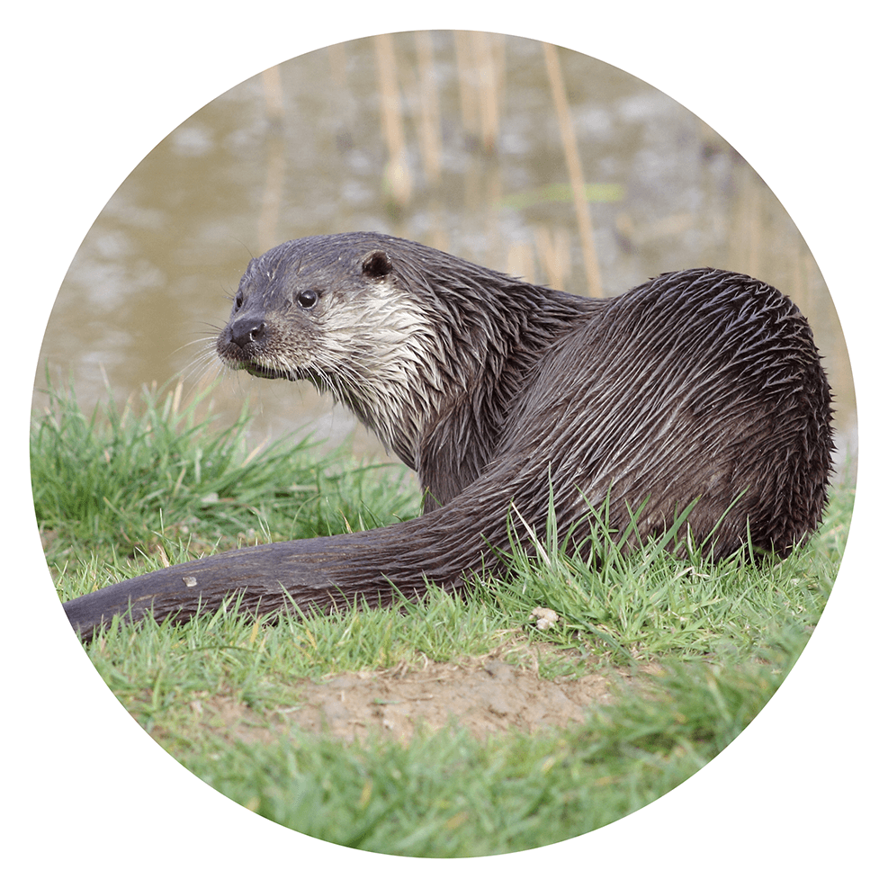 River otter