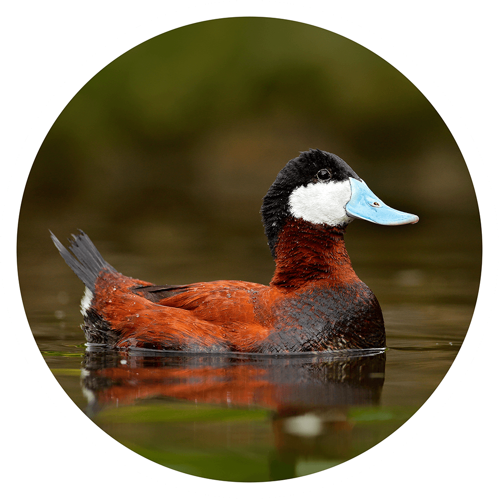 17 Different Types of Ducks Duck Identification