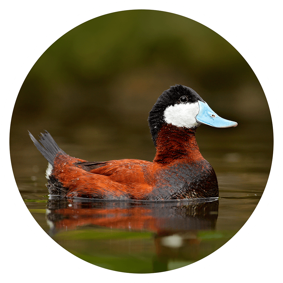 Ruddy duck