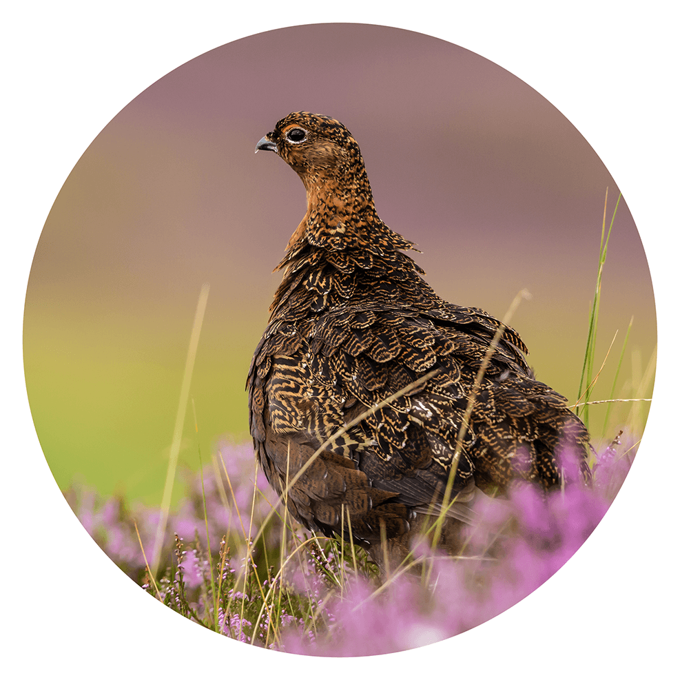 Ruffled grouse