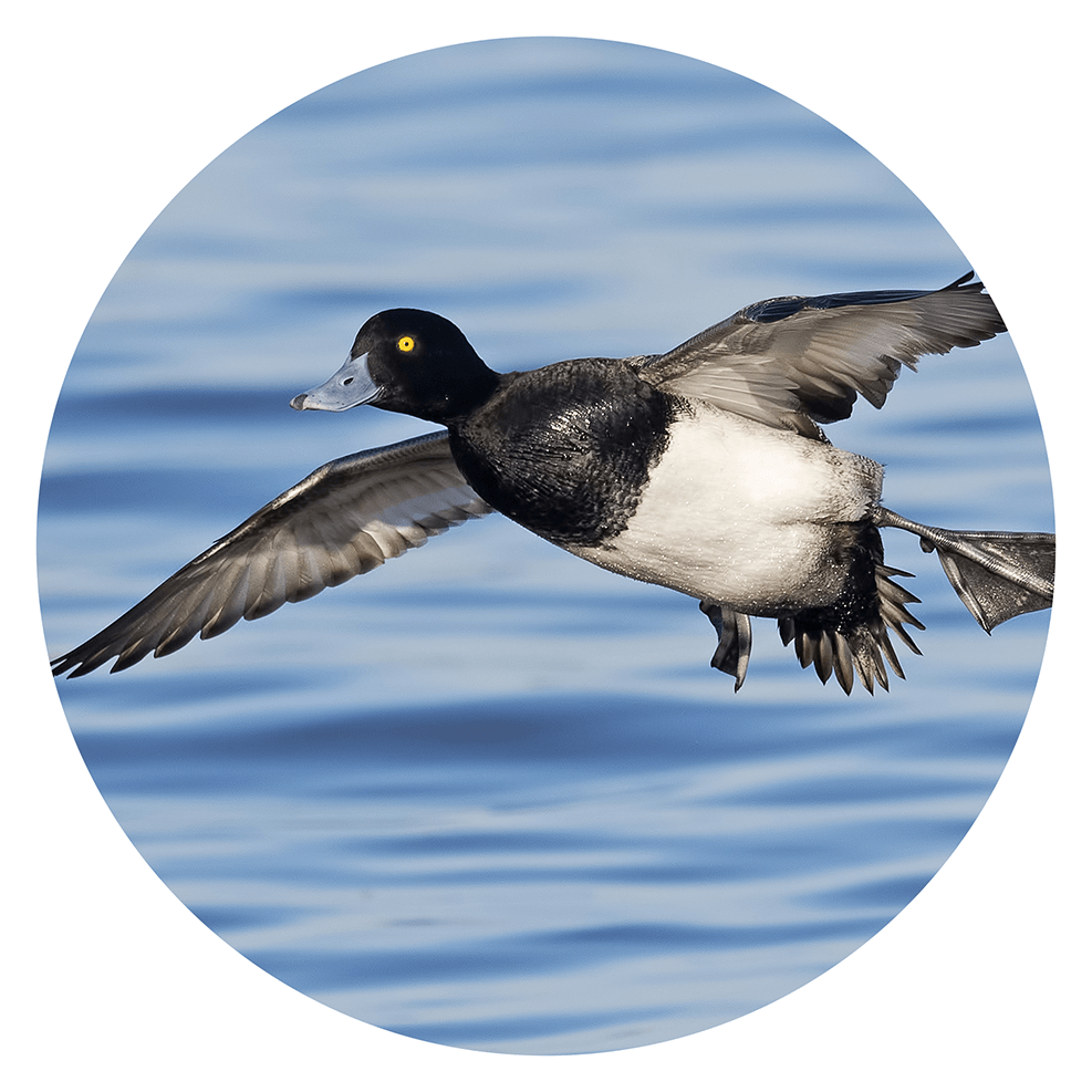 Scaup duck