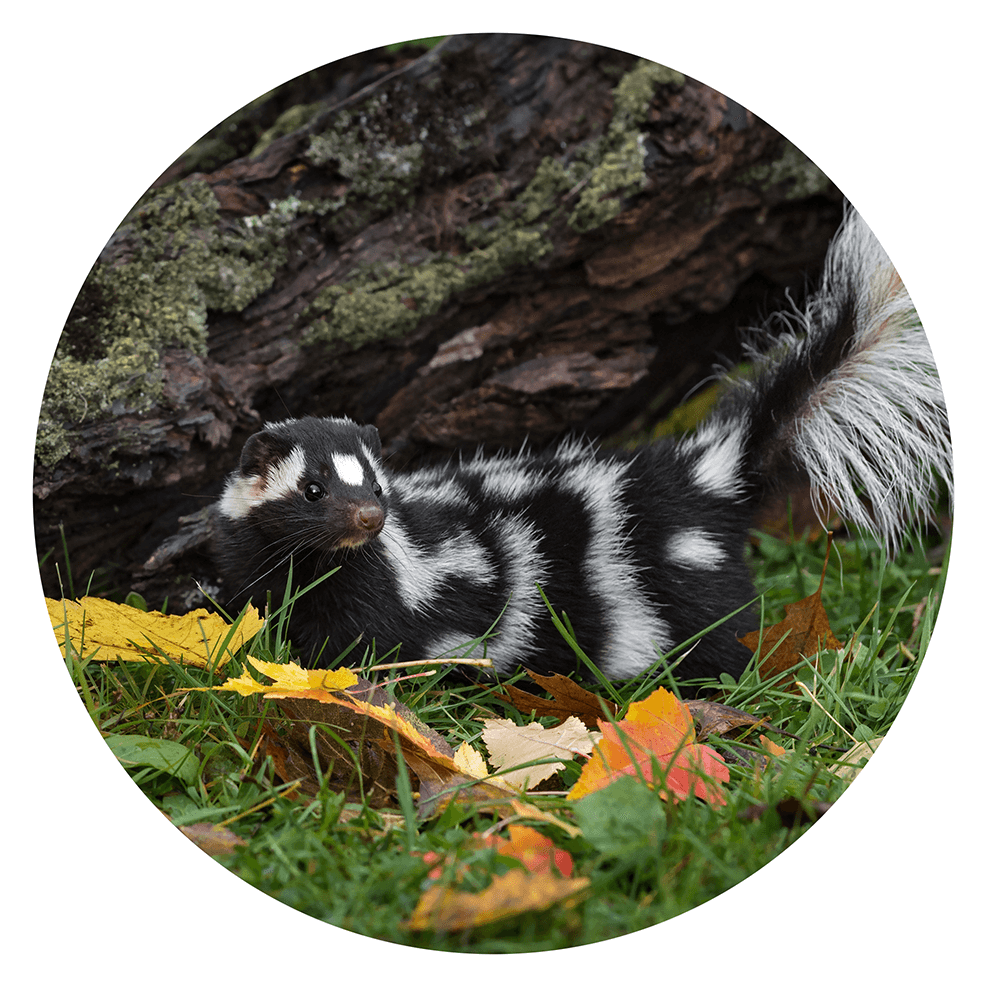 Spotted skunk