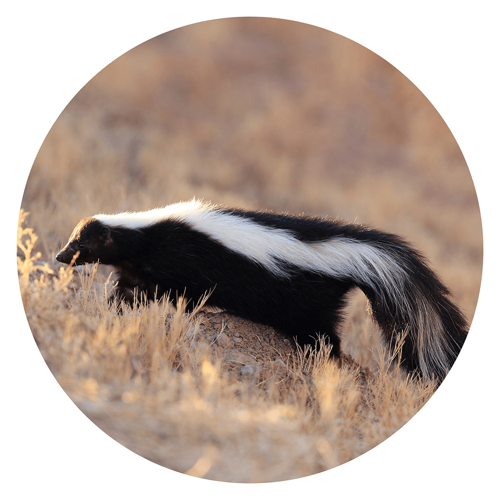 Striped skunk