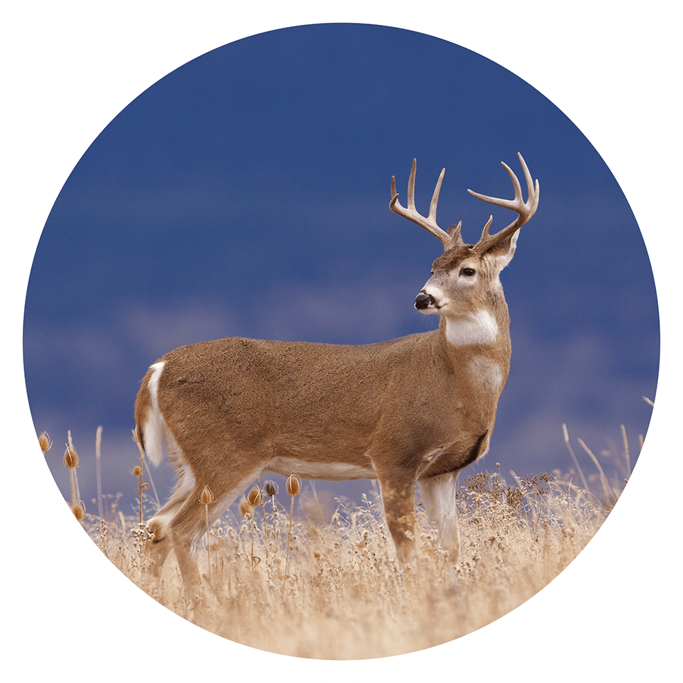 White tail deer