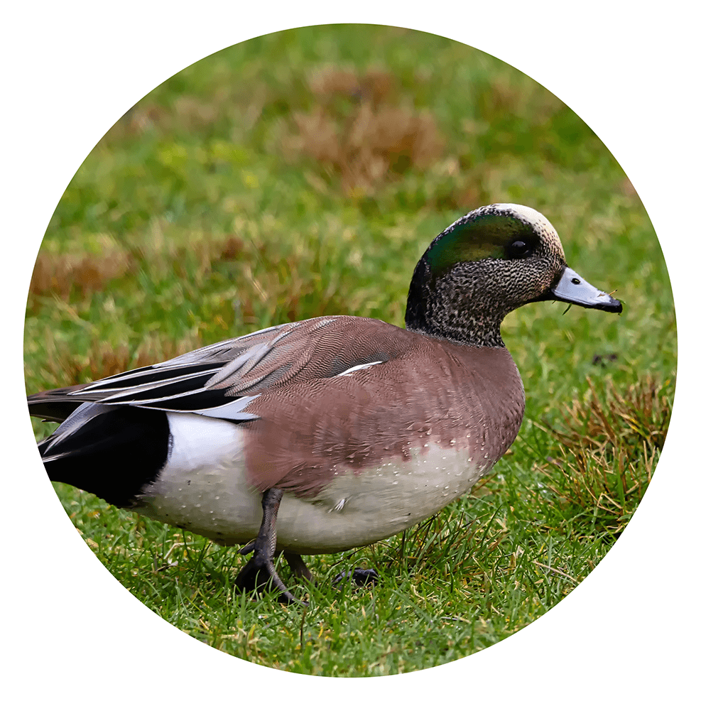 Widgeon duck