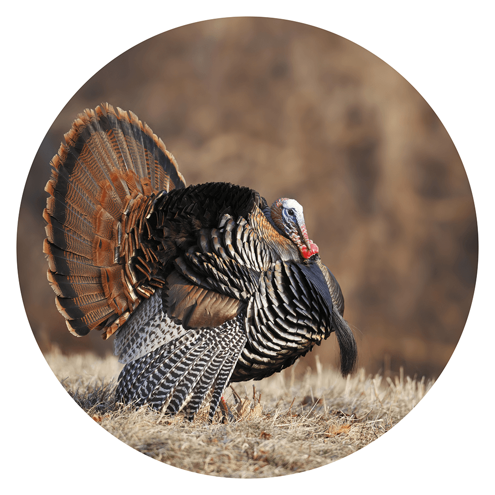 Wild turkey