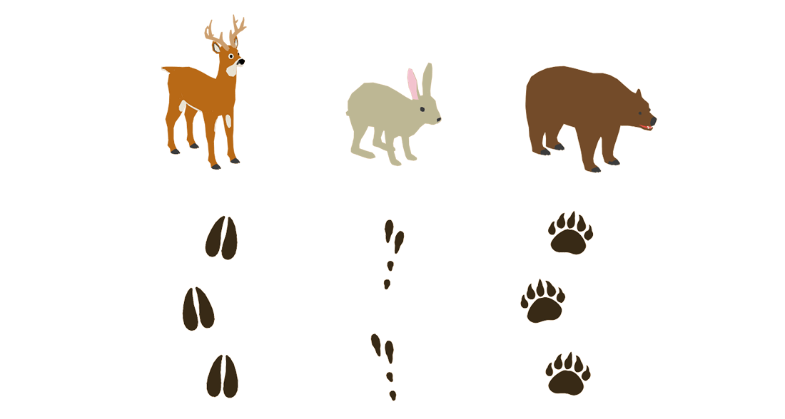 Wildlife identification tracks