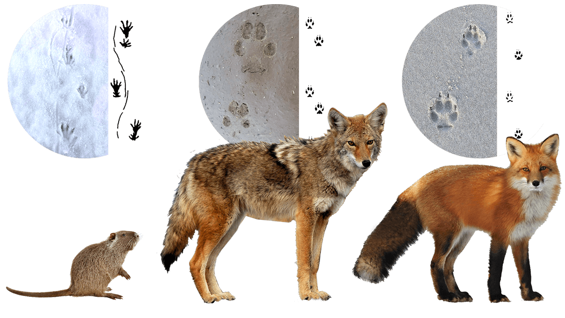animal tracks2