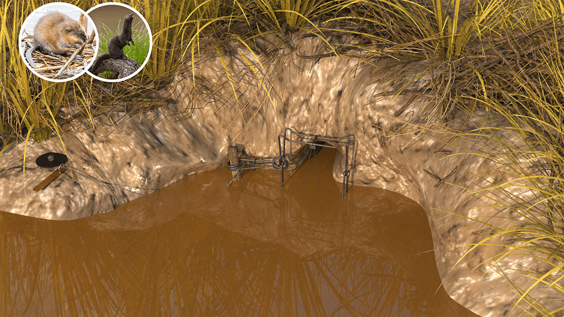 bank hole set bodygrip trap