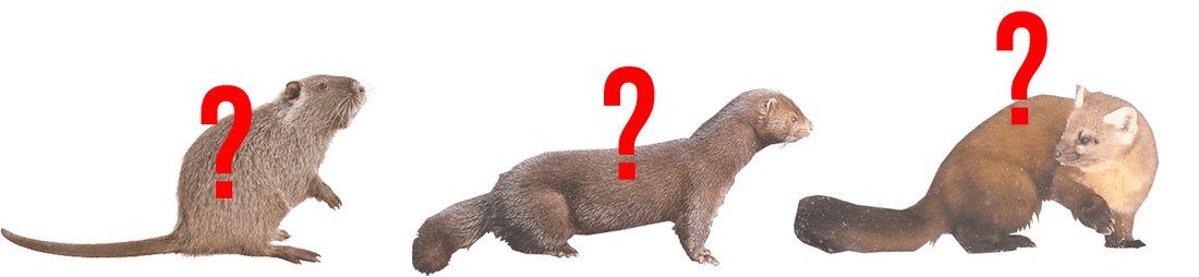 game identification 3 1100