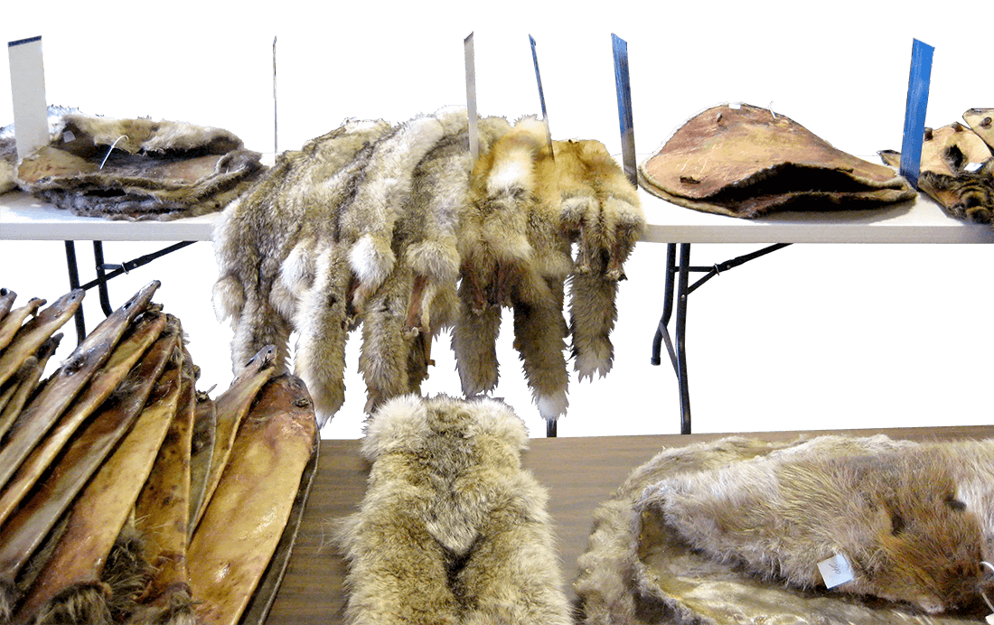 identify options to market pelts
