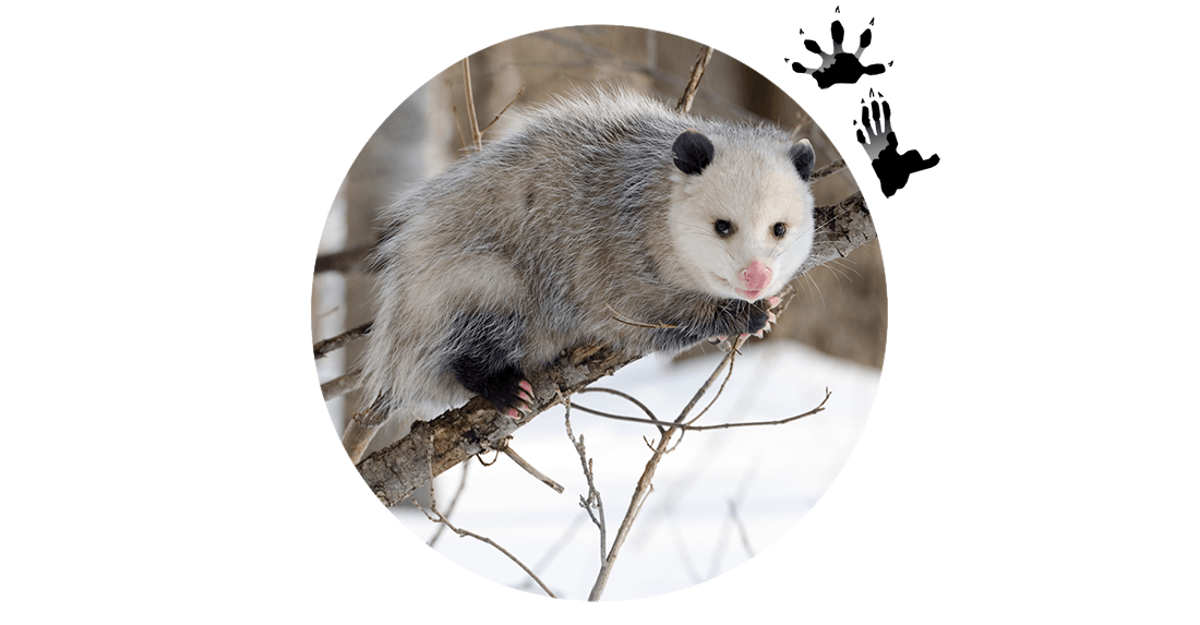 opossum 1100