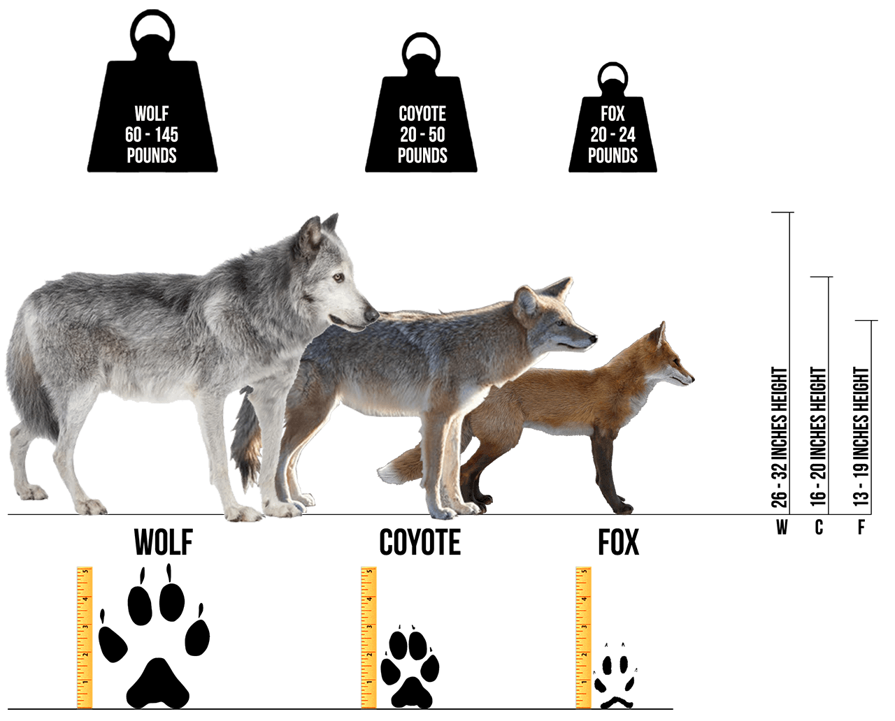wolf coyote fox scales