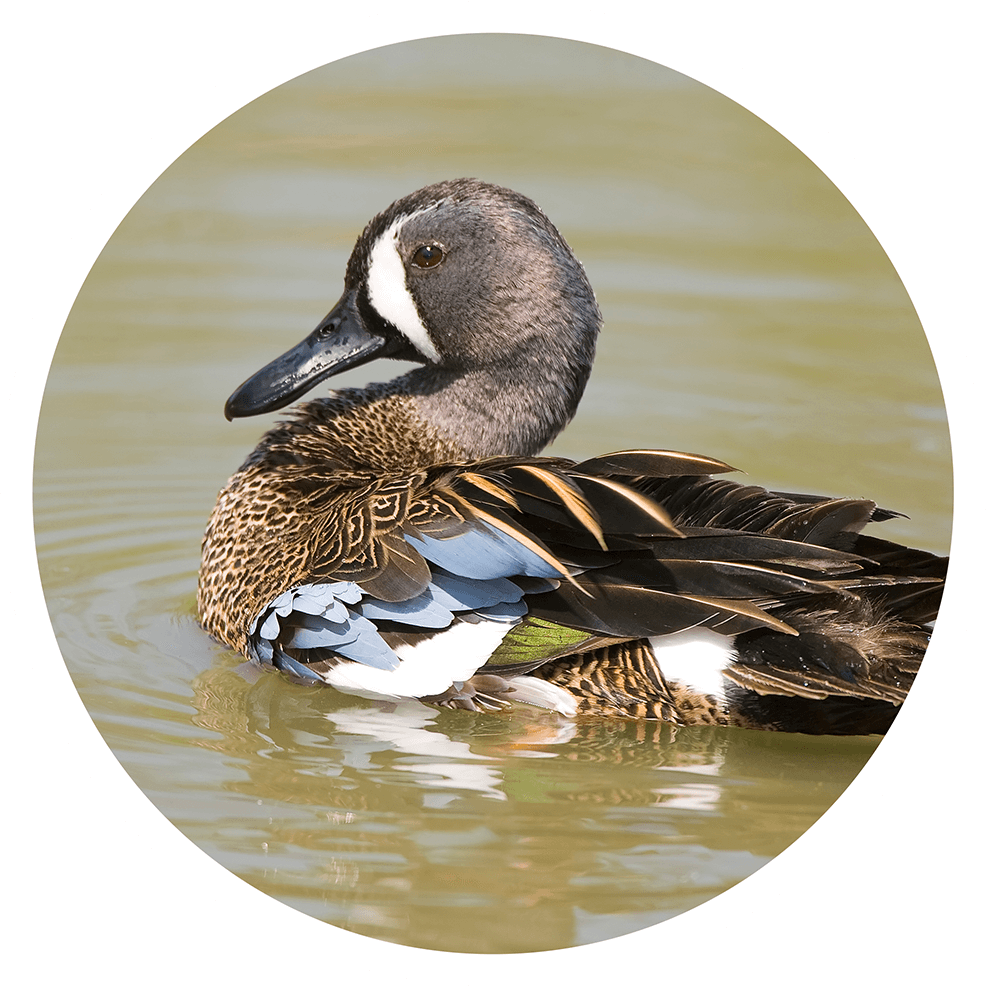Blue winged teal duck