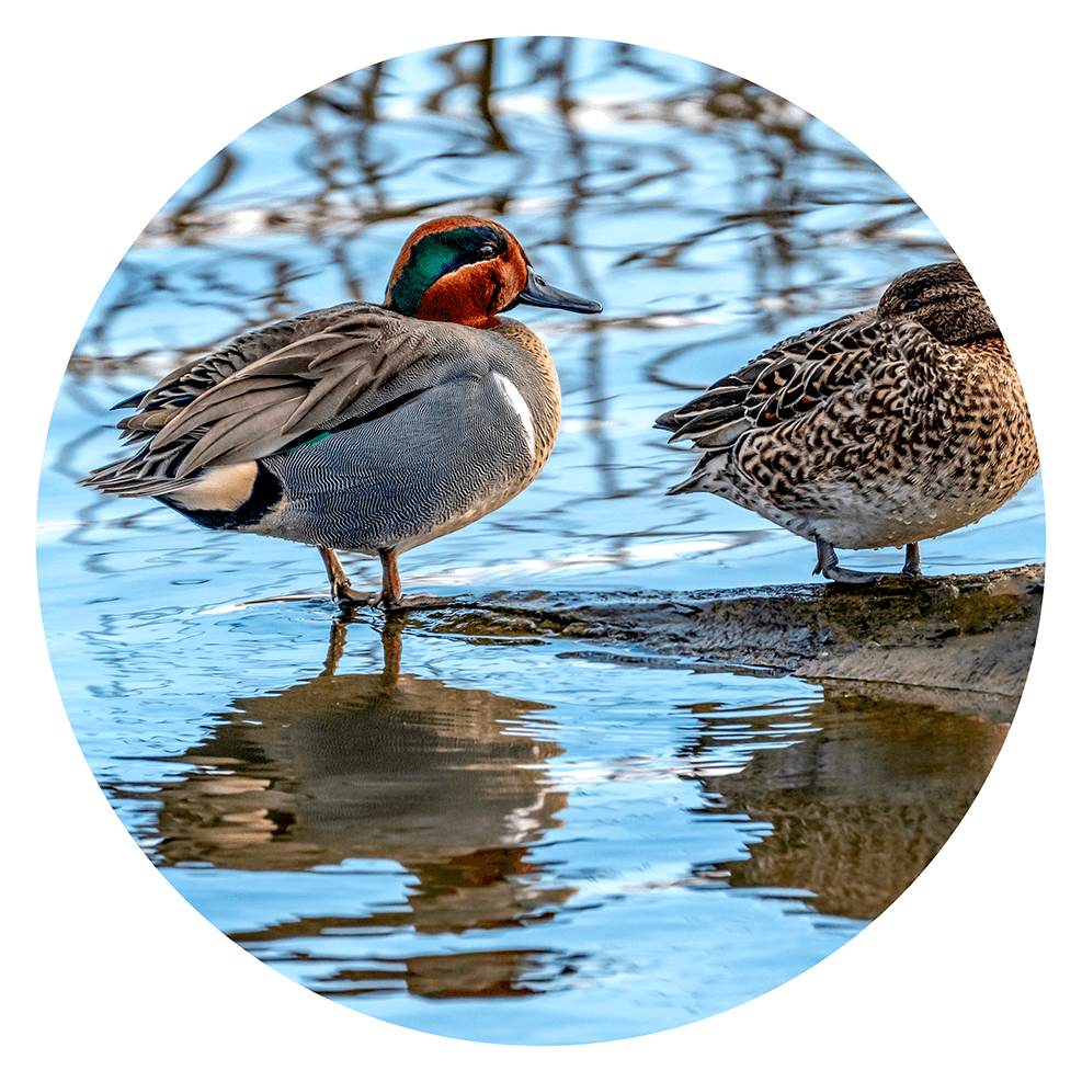 Green winged teal duck