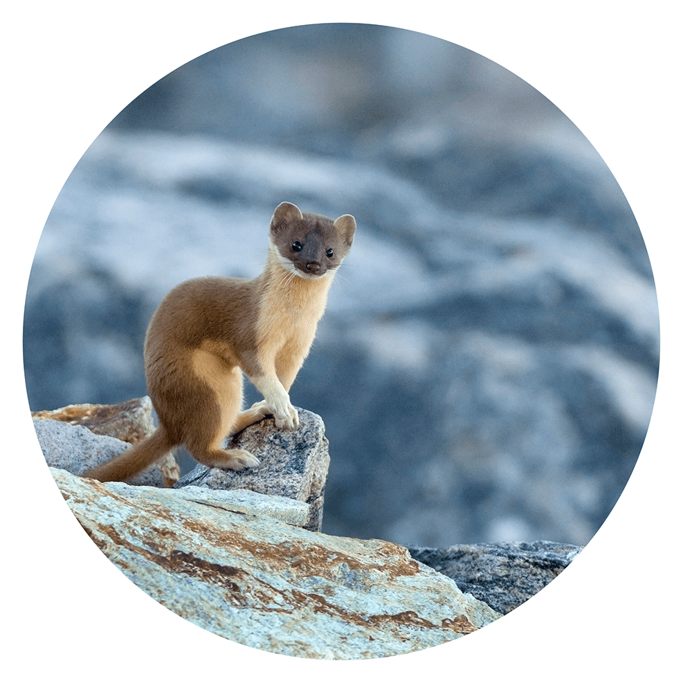 Long tailed weasel