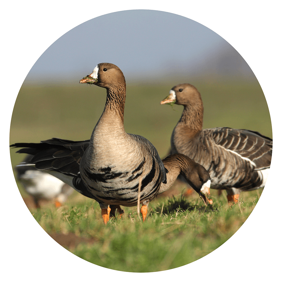 White fronted goose