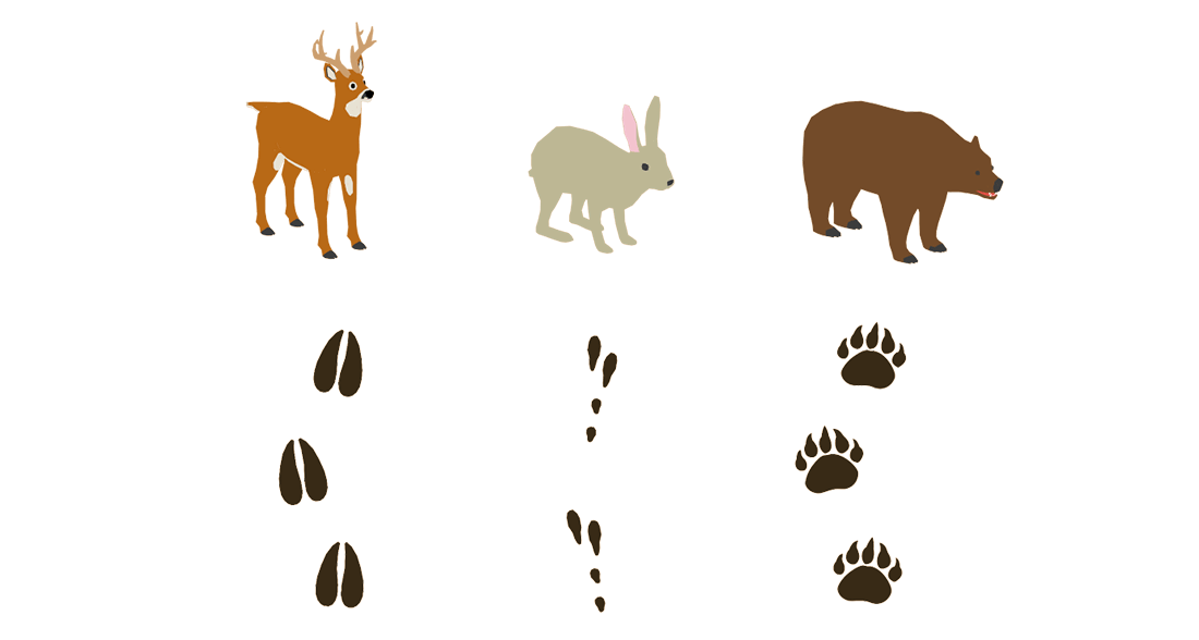 Wildlife Identification Wildlife Identification